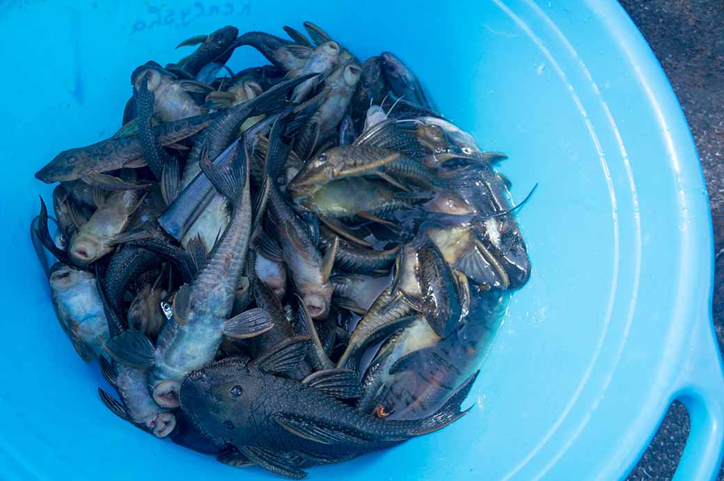 Fish caught, Gunsi