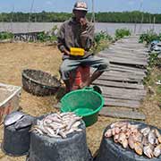 Fisherman, Nieuw Nickerie