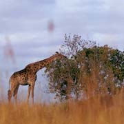Giraffe in Mlilwane