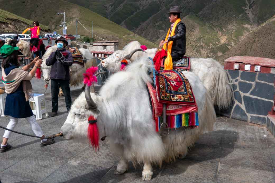 Tourist on white yak