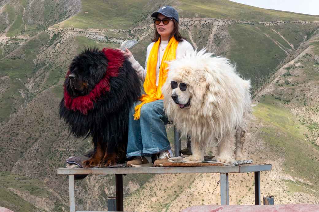 Tourist with dogs