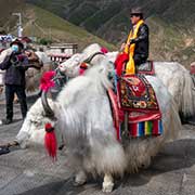 Tourist on white yak