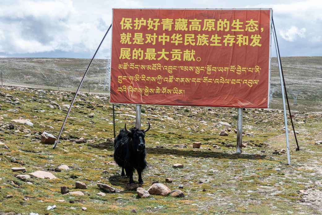 Yak and a sign