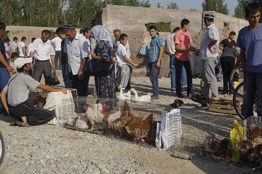 Chickens, Qumtepa bazaar, Marg'ilon
