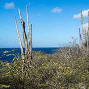 Cacti along Boka di Tolo, Bonaire
