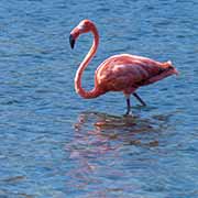Flamingo, Goto Meer, Bonaire
