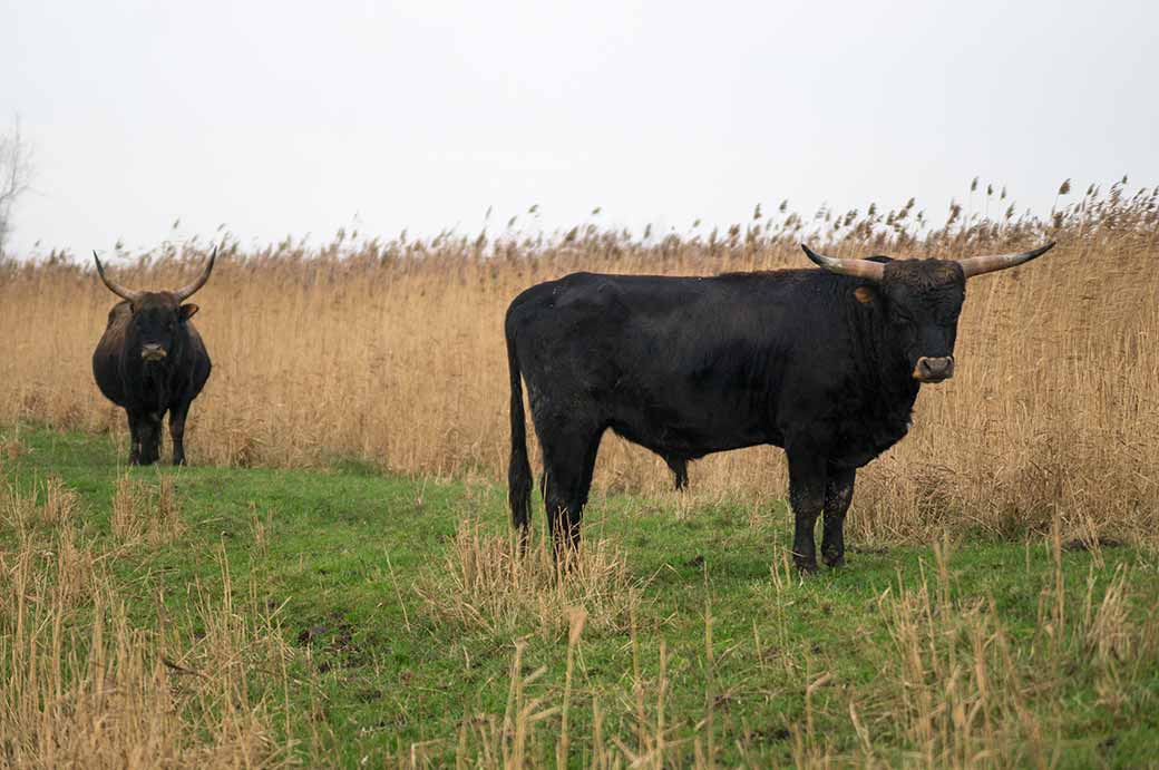 Heck cattle, Oostvaardersplassen
