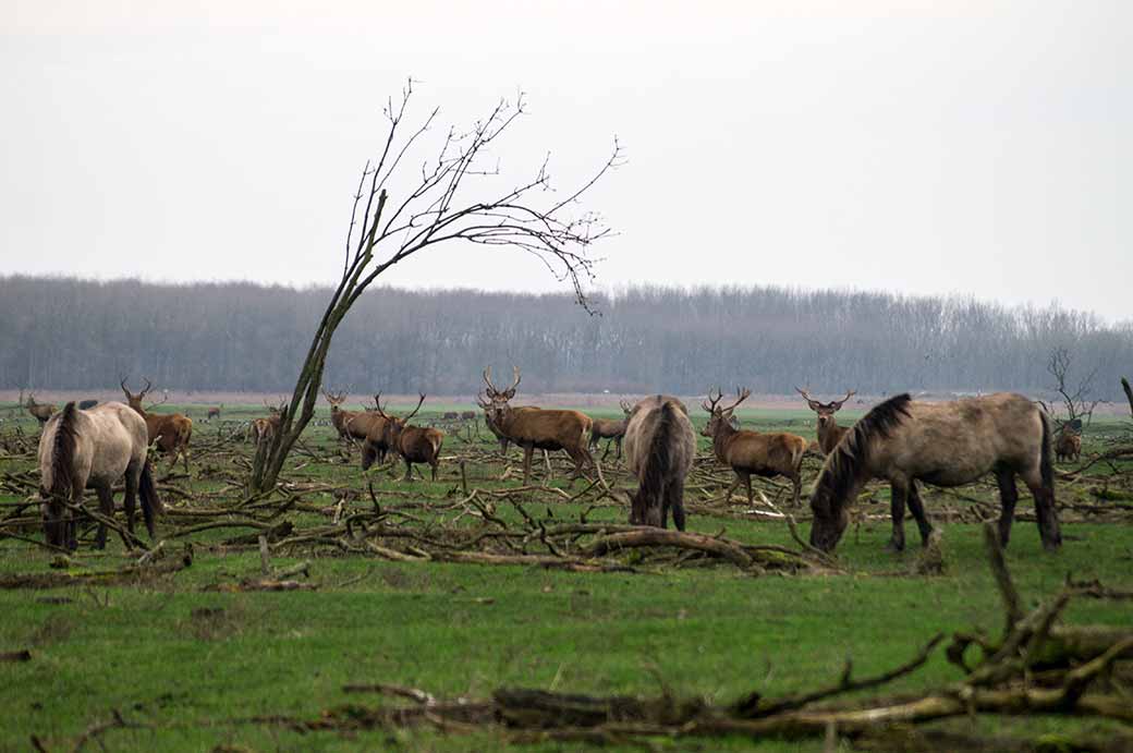 Horses and deer, Oostvaardersplassen