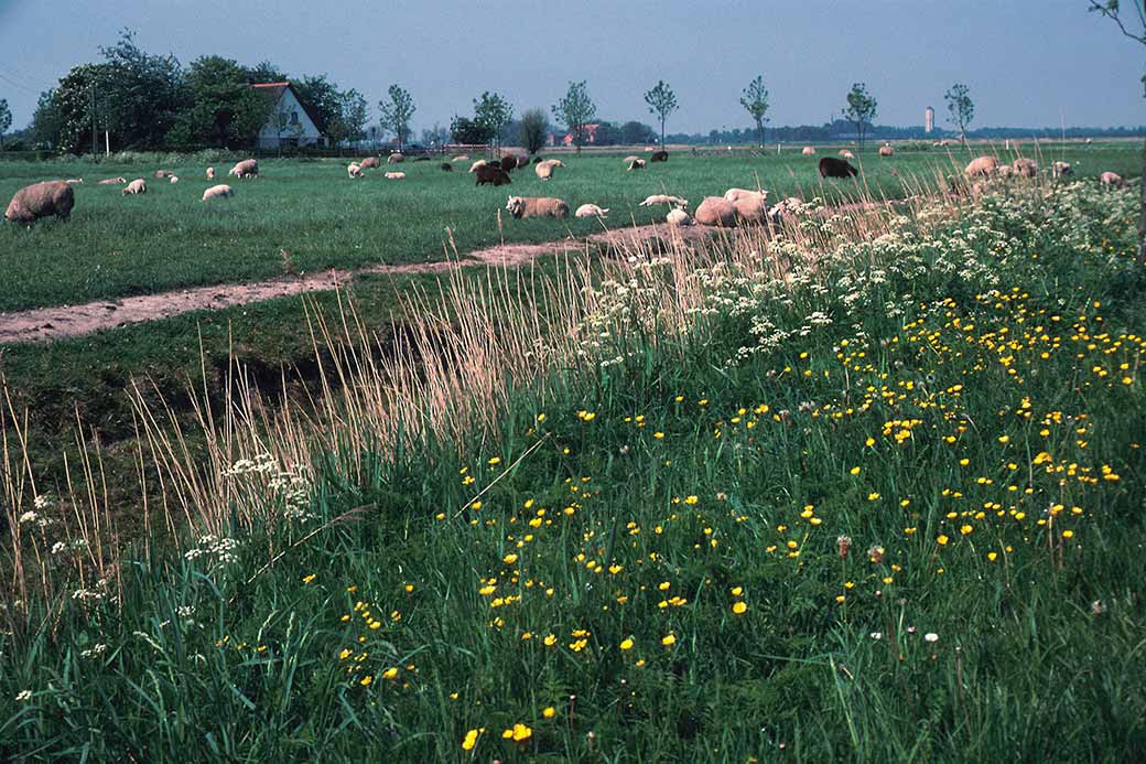 Meadow near Franeker