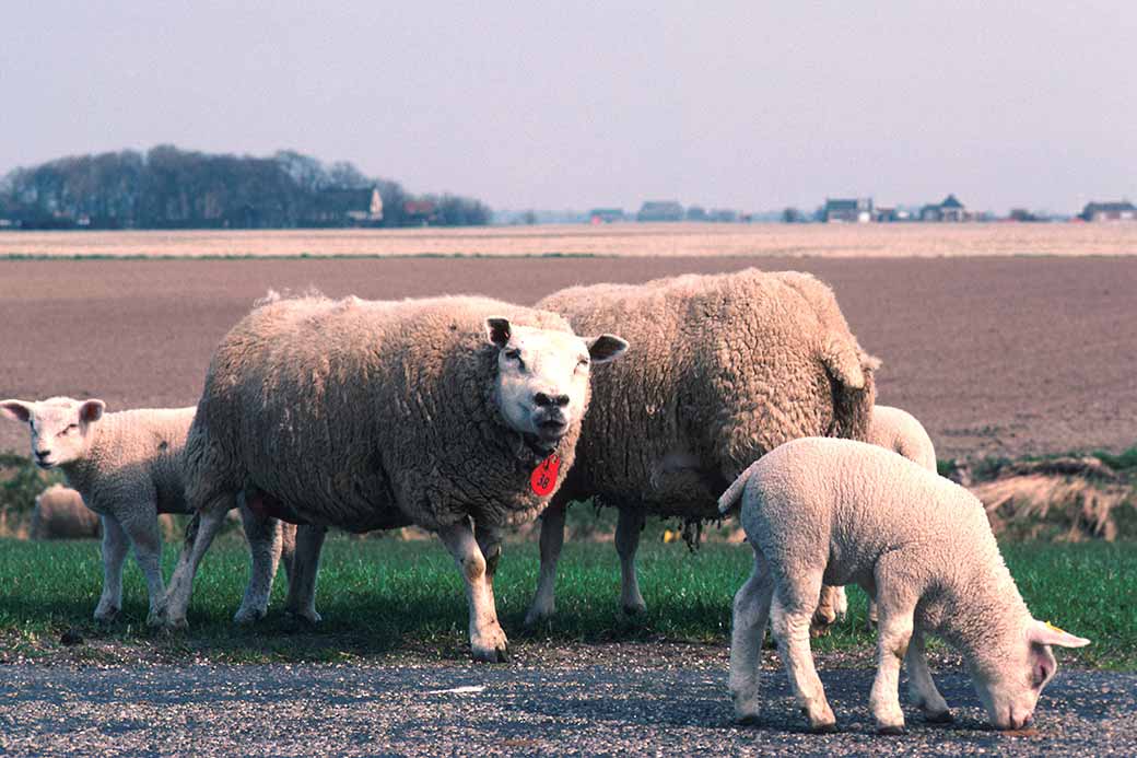 Sheep near Harlingen