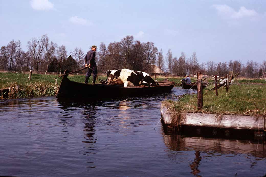 Cattle transport
