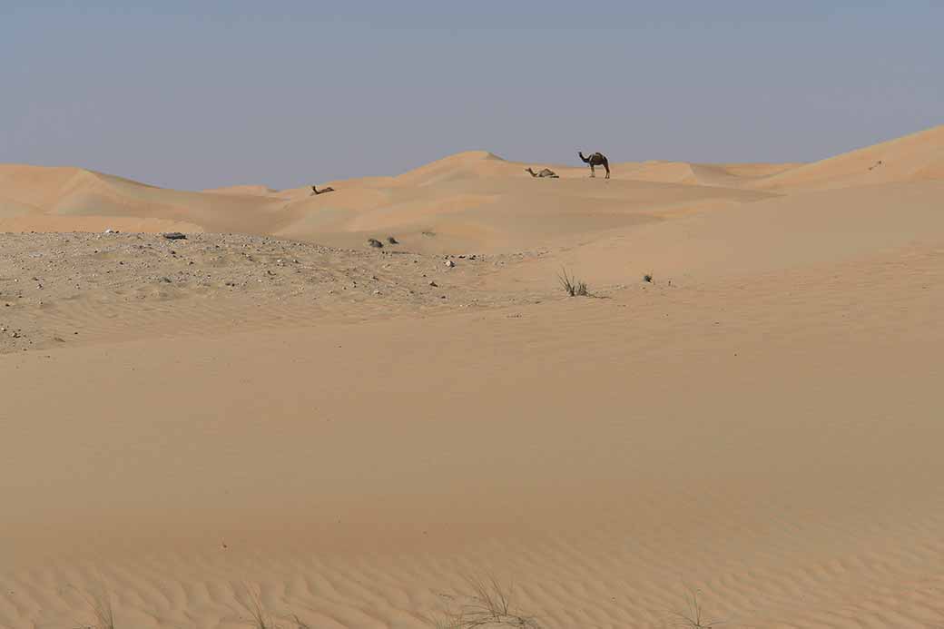 Camels on a dune