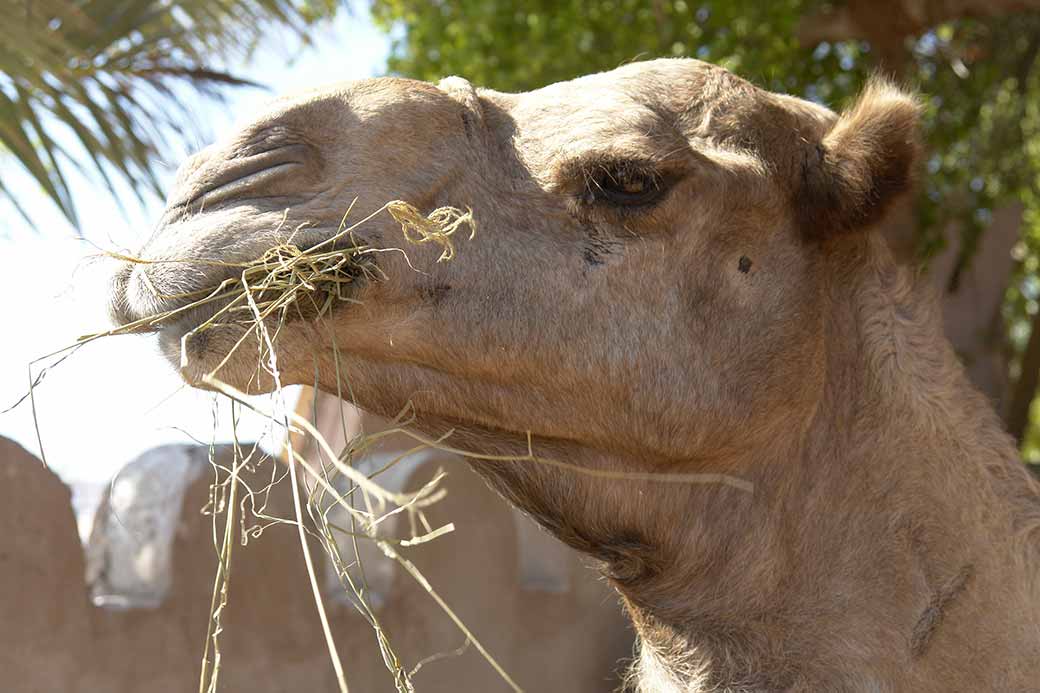 Camel portrait