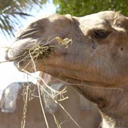 Camel portrait