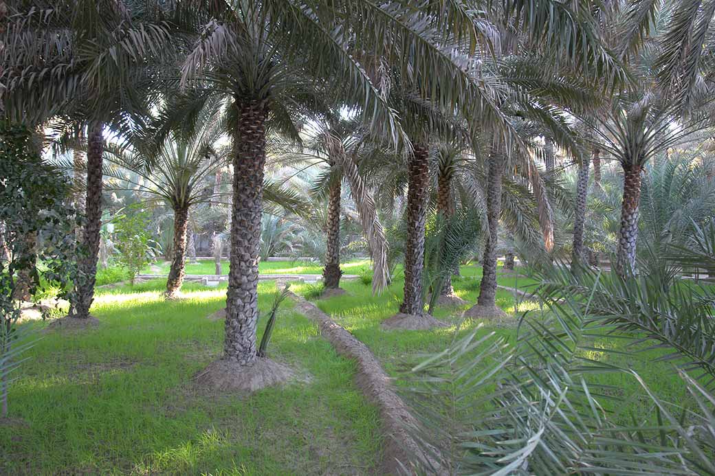 Date palm grove