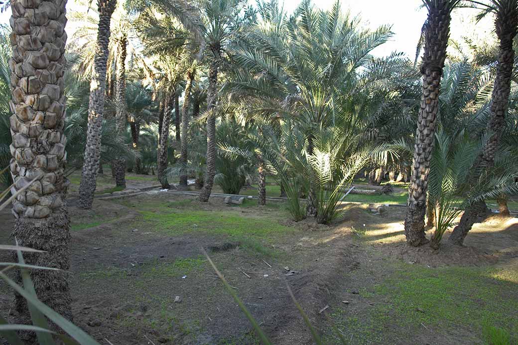 Date palm plantation