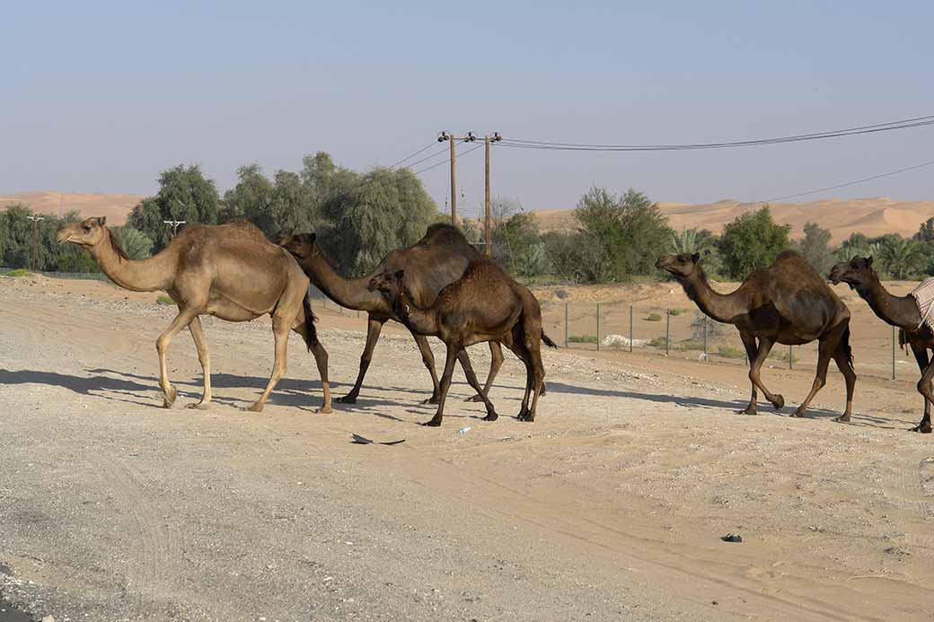 Camels on the move