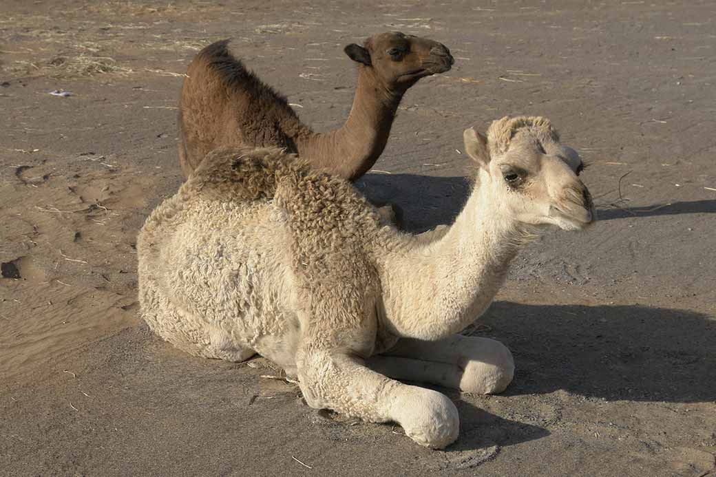 Two young camels