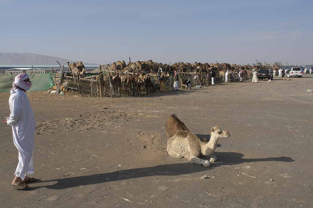 At Al Ain camel market