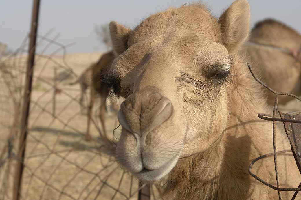 Camel's close-up