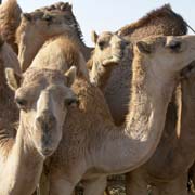 Camels to be sold